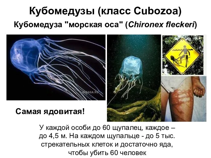 Кубомедузы (класс Cubozoa) Кубомедуза "морская оса" (Chironex fleckeri) Самая ядовитая!