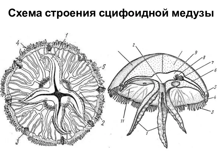 Схема строения сцифоидной медузы