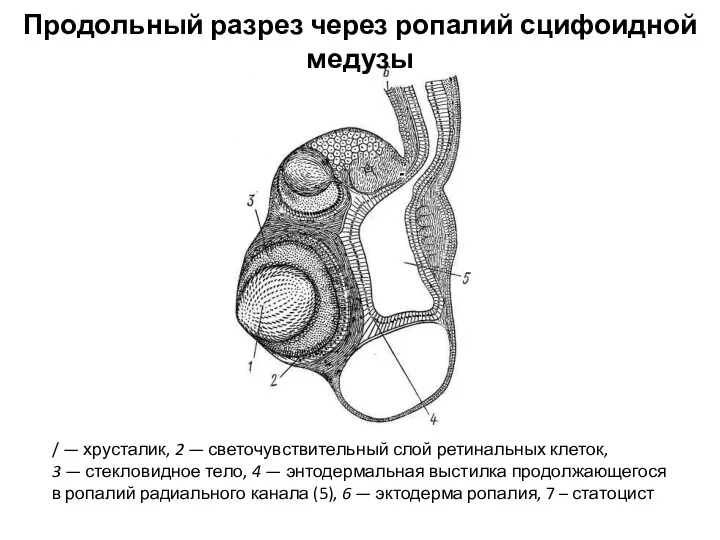 Продольный разрез через ропалий сцифоидной медузы / — хрусталик, 2