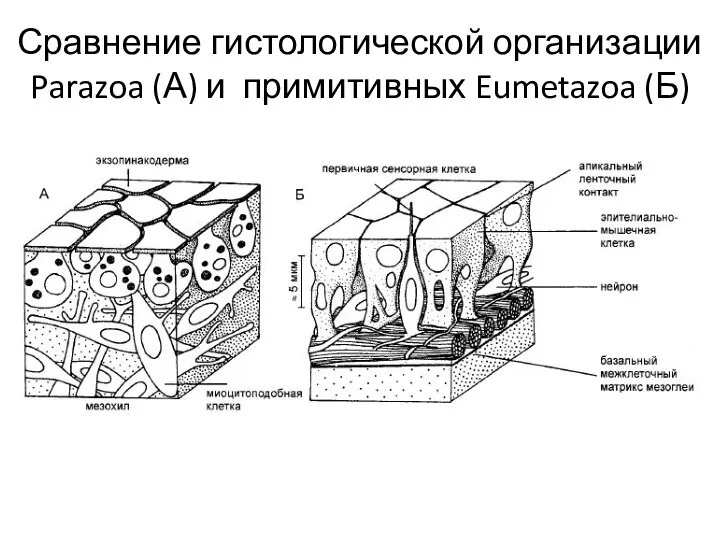 Сравнение гистологической организации Parazoa (А) и примитивных Eumetazoa (Б)