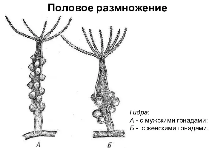 Половое размножение Гидра: А - с мужскими гонадами; Б - с женскими гонадами.