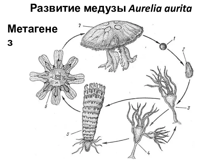 Развитие медузы Aurelia aurita Метагенез
