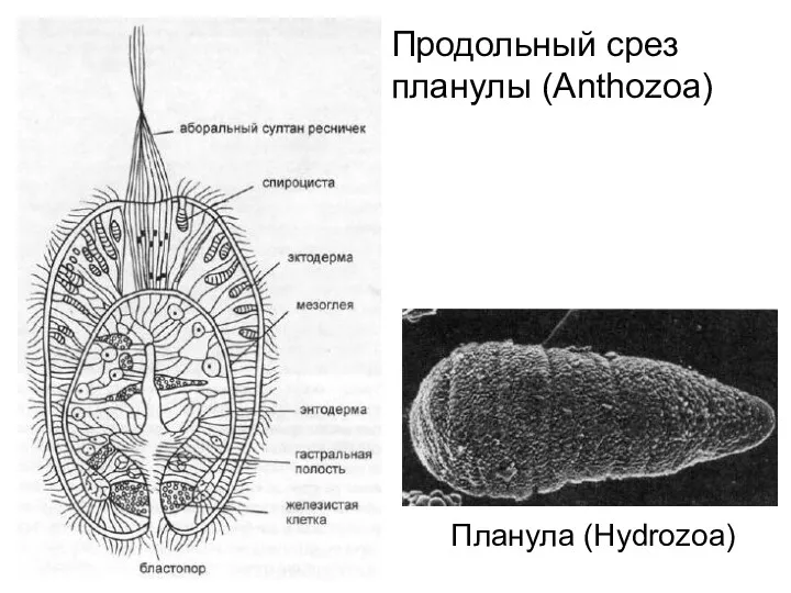 Продольный срез планулы (Anthozoa) Планула (Hydrozoa)