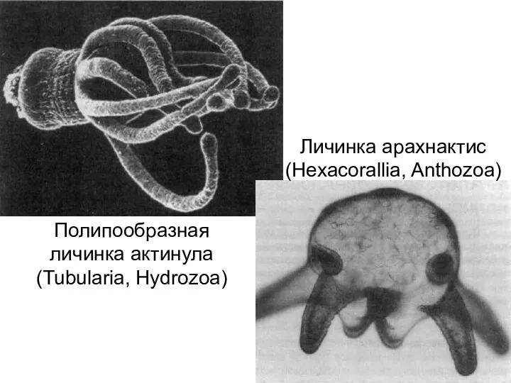 Полипообразная личинка актинула (Tubularia, Hydrozoa) Личинка арахнактис (Hexacorallia, Anthozoa)