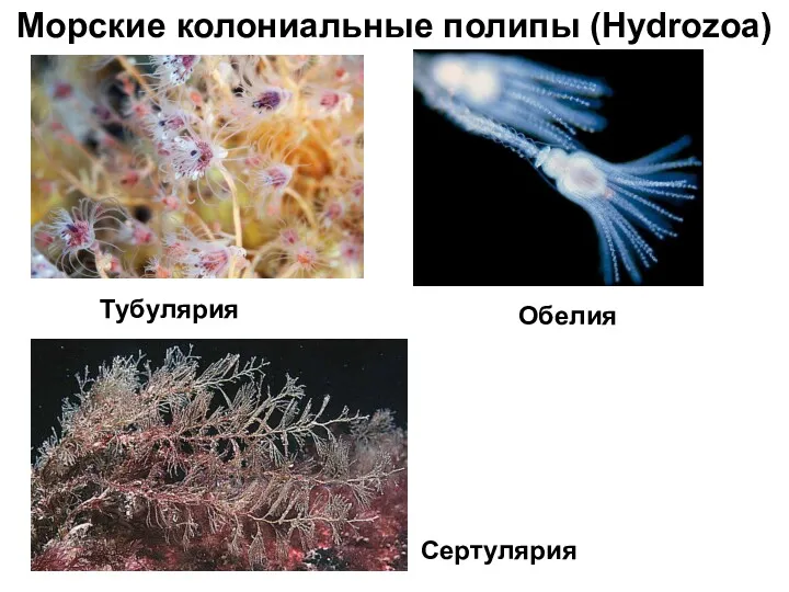 Морские колониальные полипы (Hydrozoa) Тубулярия Обелия Сертулярия