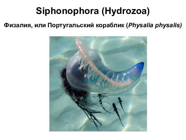 Физалия, или Португальский кораблик (Physalia physalis) Siphonophora (Hydrozoa)