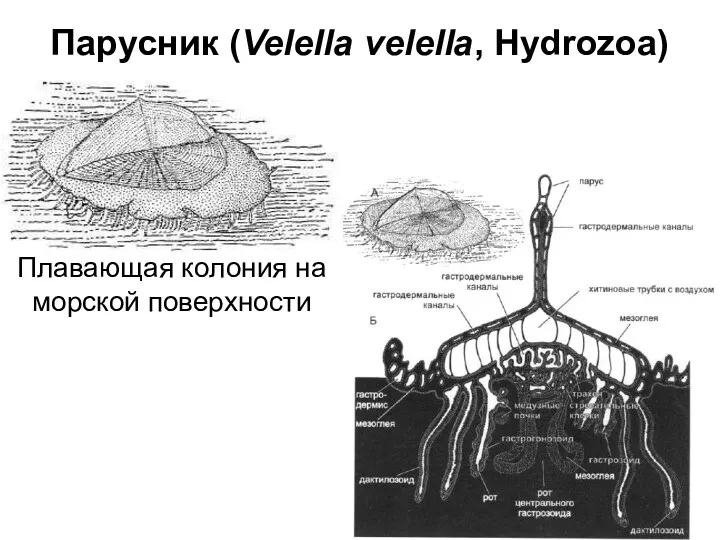 Парусник (Velella velella, Hydrozoa) Плавающая колония на морской поверхности