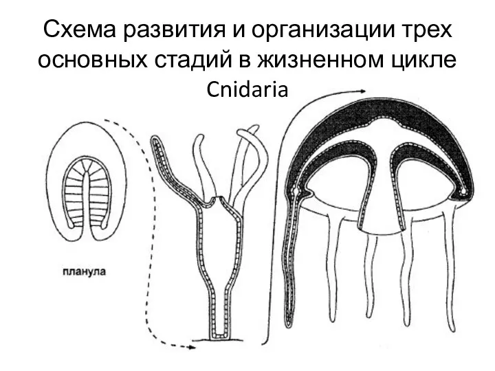 Схема развития и организации трех основных стадий в жизненном цикле Cnidaria