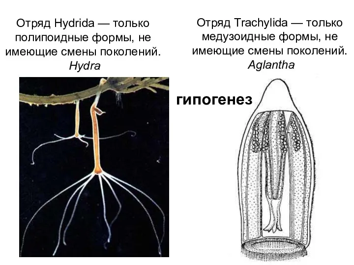 Отряд Trachylida — только медузоидные формы, не имеющие смены поколений.