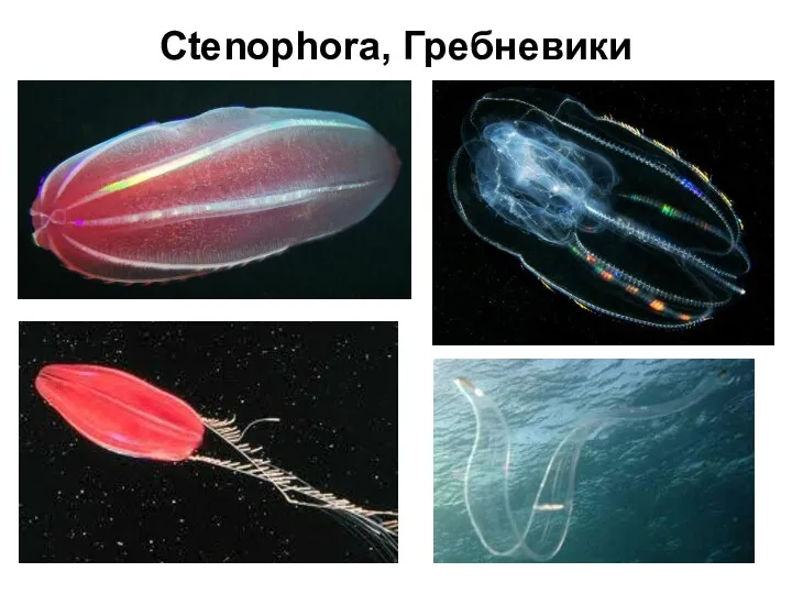 Ctenophora, Гребневики
