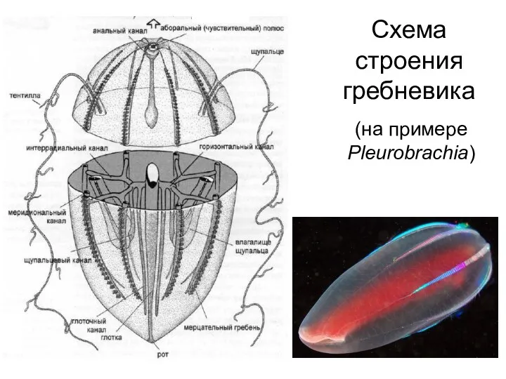 Схема строения гребневика (на примере Pleurobrachia)