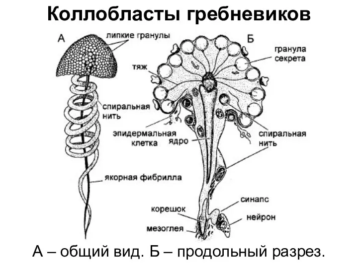 Коллобласты гребневиков А – общий вид. Б – продольный разрез.