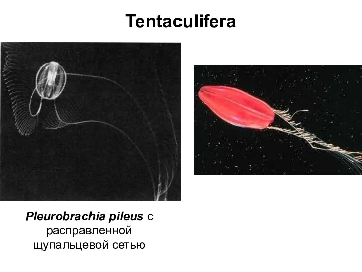 Tentaculifera Pleurobrachia pileus с расправленной щупальцевой сетью