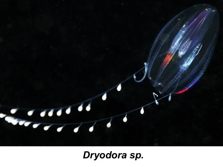 Dryodora sp.
