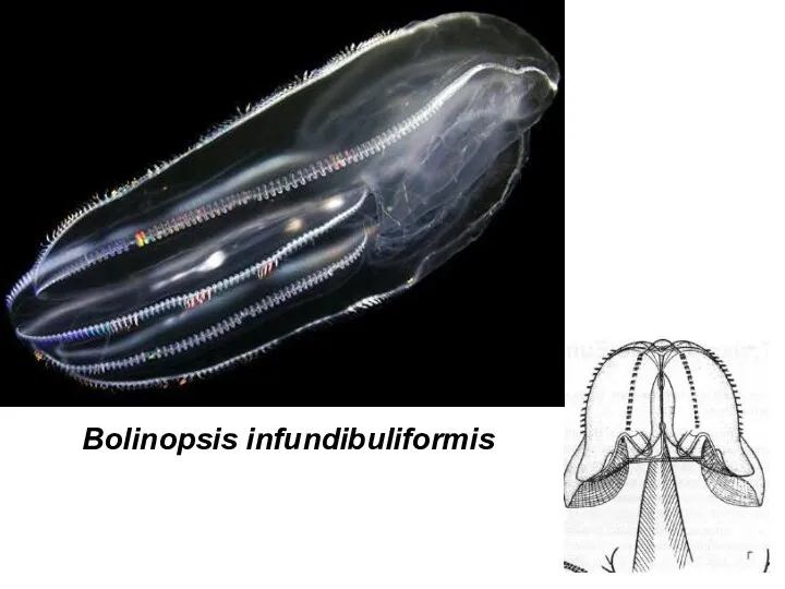 Bolinopsis infundibuliformis