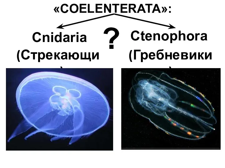 «COELENTERATA»: Cnidaria Ctenophora (Стрекающие) (Гребневики) ?