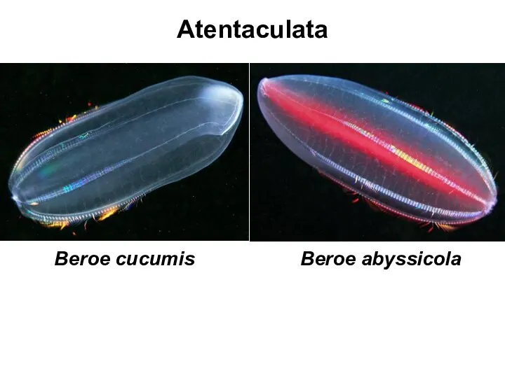 Atentaculata Beroe cucumis Beroe abyssicola