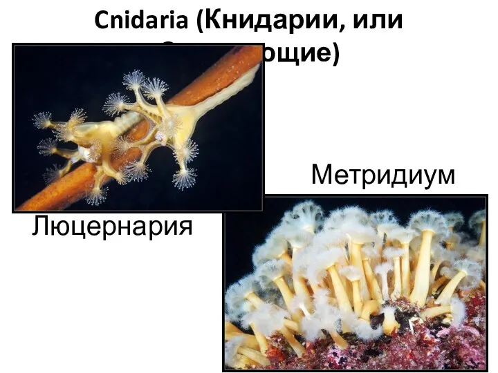Cnidaria (Книдарии, или Стрекающие) Люцернария Метридиум
