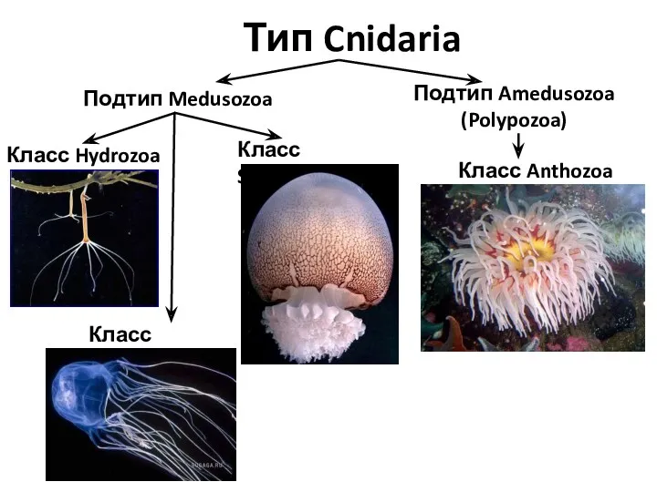 Тип Cnidaria Подтип Medusozoa Подтип Amedusozoa (Polypozoa) Класс Anthozoa Класс Hydrozoa Класс Scyphozoa Класс Cubozoa