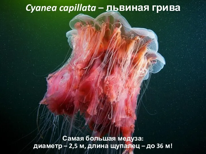 Cyanea capillata – львиная грива Самая большая медуза: диаметр –