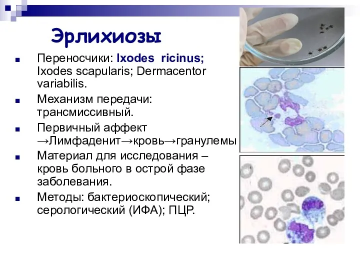 Эрлихиозы Переносчики: Ixodes ricinus; Ixodes scapularis; Dermacentor variabilis. Механизм передачи: трансмиссивный. Первичный аффект