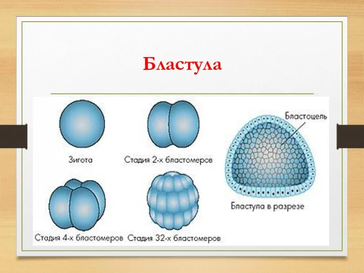 Бластула