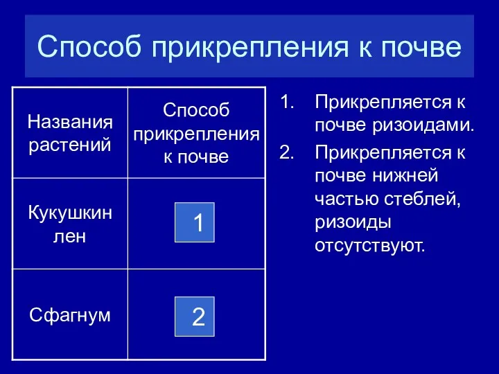 Способ прикрепления к почве Прикрепляется к почве ризоидами. Прикрепляется к