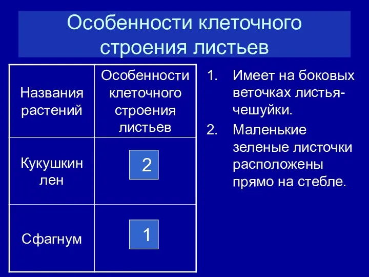 Особенности клеточного строения листьев Имеет на боковых веточках листья-чешуйки. Маленькие