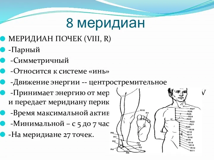 8 меридиан МЕРИДИАН ПОЧЕК (VIII, R) -Парный -Симметричный -Относится к