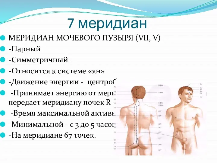 7 меридиан МЕРИДИАН МОЧЕВОГО ПУЗЫРЯ (VII, V) -Парный -Симметричный -Относится