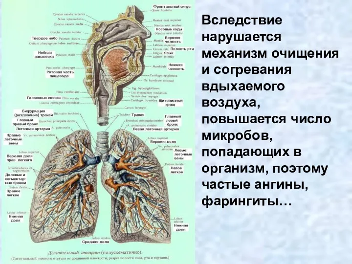 Вследствие нарушается механизм очищения и согревания вдыхаемого воздуха, повышается число