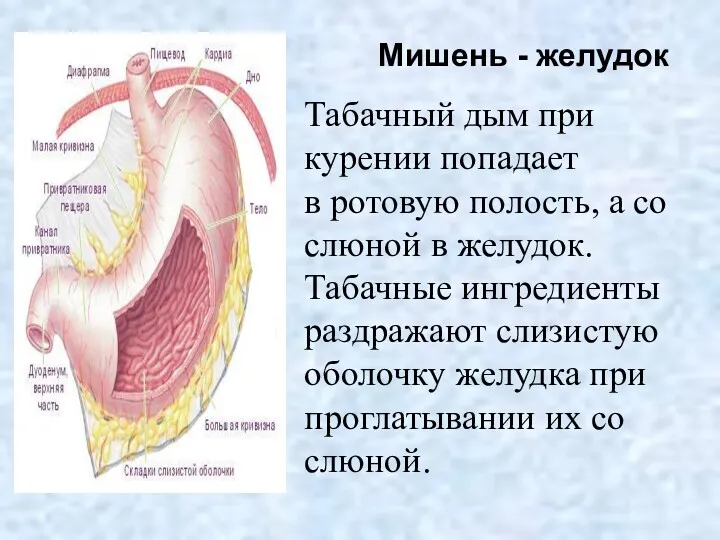 Мишень - желудок Табачный дым при курении попадает в ротовую