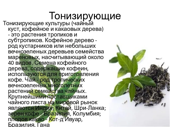 Тонизирующие Тонизирующие культуры (чайный куст, кофейное и какаовых дерева) - это растения тропиков