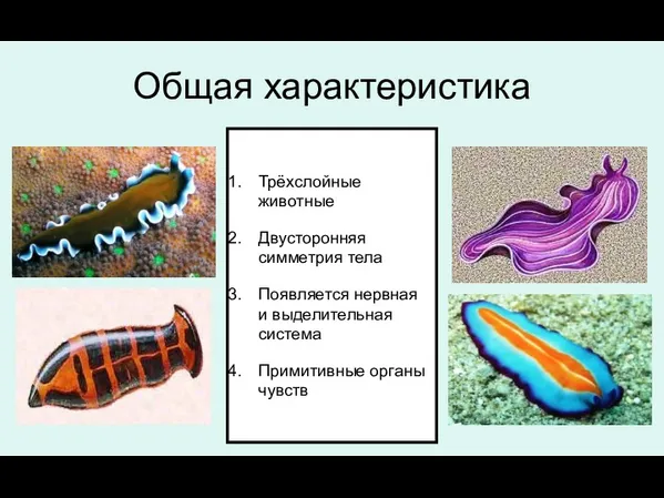 Общая характеристика Трёхслойные животные Двусторонняя симметрия тела Появляется нервная и выделительная система Примитивные органы чувств