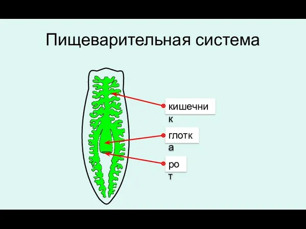 Пищеварительная система