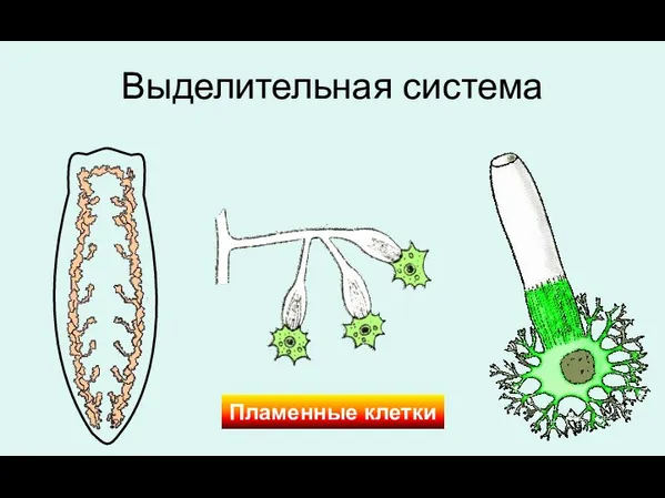 Выделительная система Пламенные клетки