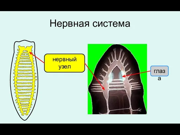 Нервная система нервный узел