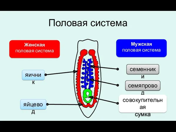 Половая система Мужская половая система Женская половая система