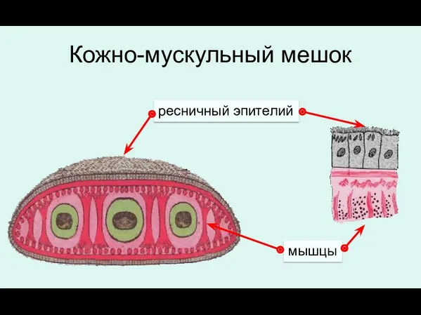 Кожно-мускульный мешок ресничный эпителий