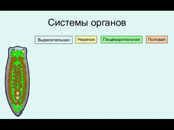 Системы органов Нервная Выделительная Пищеварительная Половая