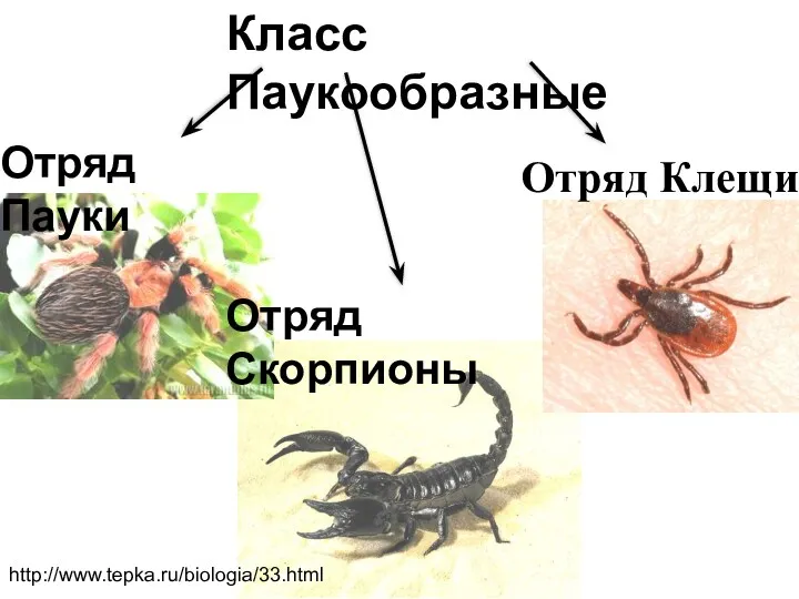 Класс Паукообразные Отряд Пауки Отряд Скорпионы Отряд Клещи http://www.tepka.ru/biologia/33.html