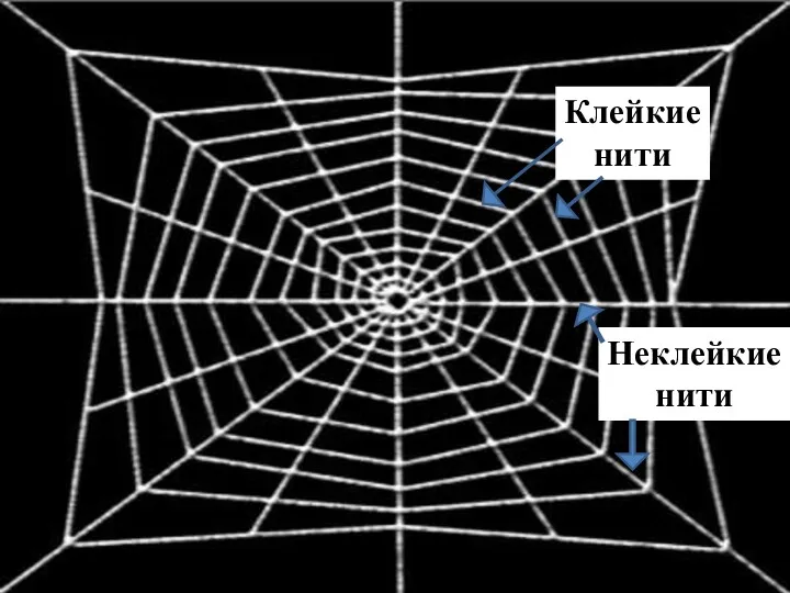 Клейкие нити Неклейкие нити