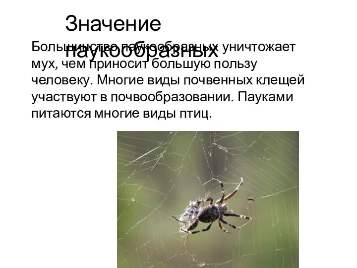 Большинство паукообразных уничтожает мух, чем приносит большую пользу человеку. Многие