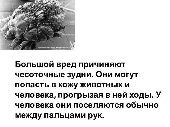 Большой вред причиняют чесоточные зудни. Они могут попасть в кожу