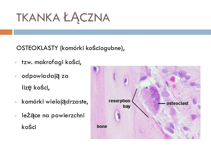 TKANKA ŁĄCZNA OSTEOKLASTY (komórki kościogubne), tzw. makrofagi kości, odpowiadają za