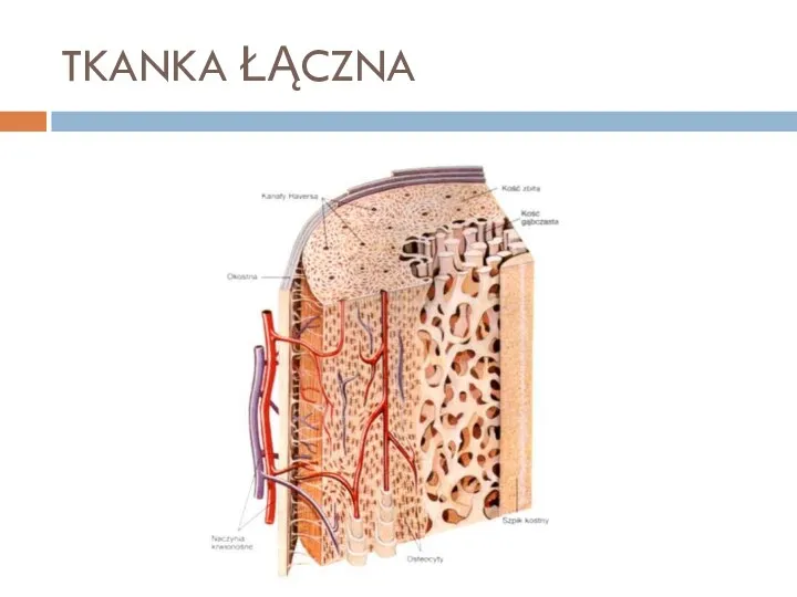 TKANKA ŁĄCZNA