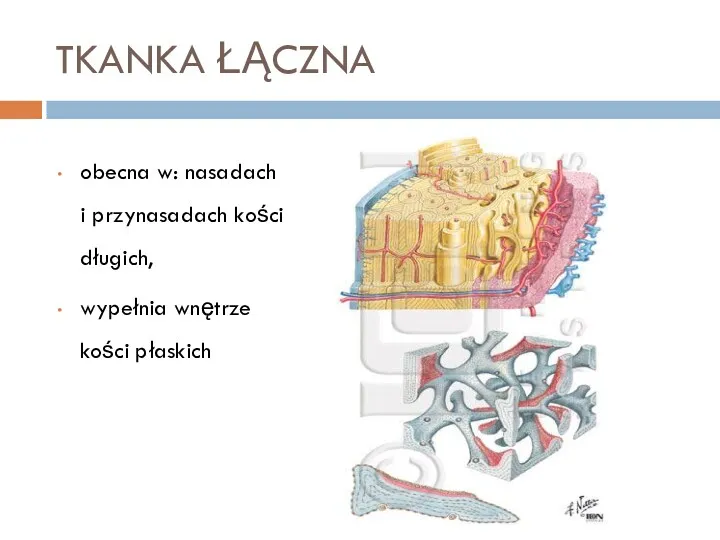 TKANKA ŁĄCZNA obecna w: nasadach i przynasadach kości długich, wypełnia wnętrze kości płaskich