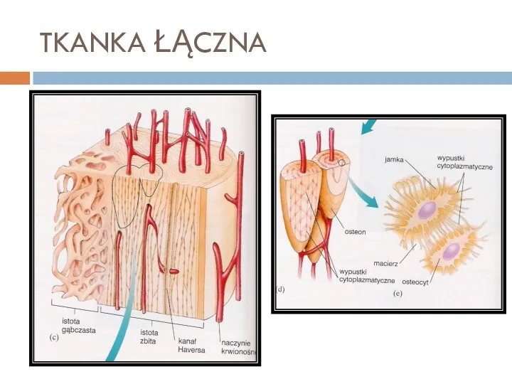 TKANKA ŁĄCZNA