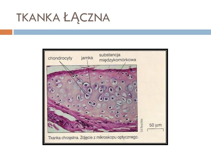 TKANKA ŁĄCZNA