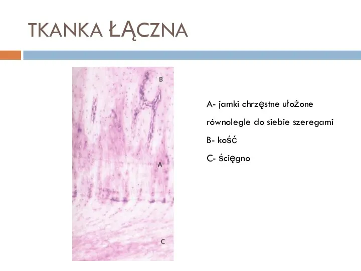 TKANKA ŁĄCZNA A- jamki chrzęstne ułożone równolegle do siebie szeregami B- kość C- ścięgno